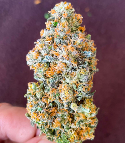 Семена сорта Papaya Sherbet fem (FastBuds)