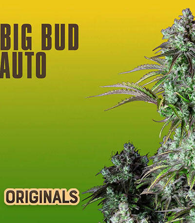 Семена сорта Original Big Bud Auto fem (FastBuds)