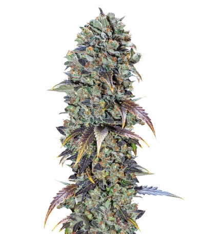 Семена сорта Chocolate Cream fem (00 Seeds)