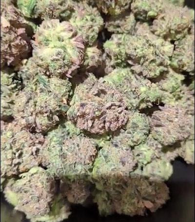 Семена сорта Original Auto Cheese fem (FastBuds)