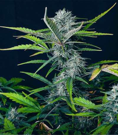 Семена сорта Big Satana Auto fem (Семяныч)