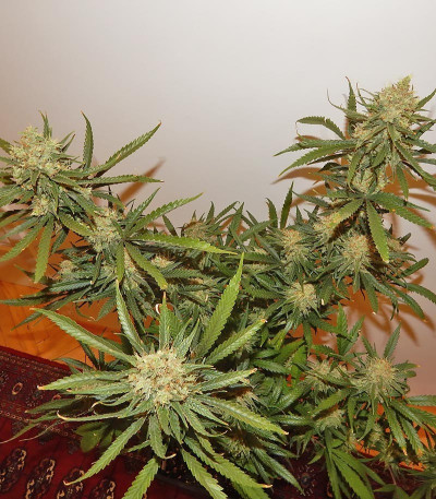 Семена сорта LSD fem (Семяныч)