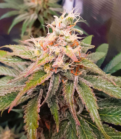 Семена конопли сорта Pink Rozay Auto