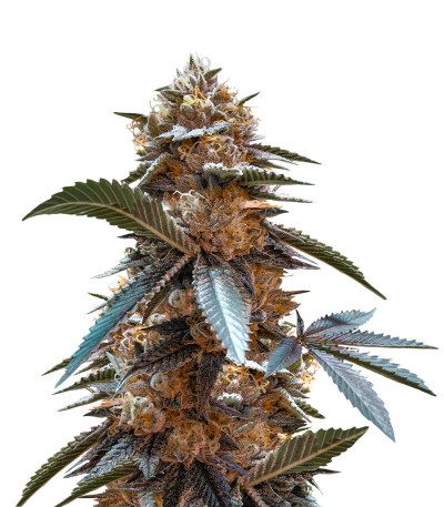 Семена сорта Tahoe Cure fem (Pyramid Seeds)