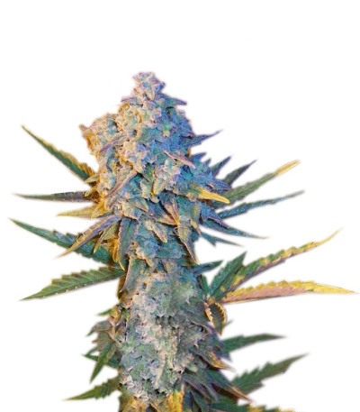 Семена сорта Diesel Ryder fem (Joint Doctor)