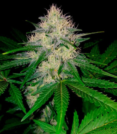 Семена сорта Berries & Cheese fem (Sumo Seeds)