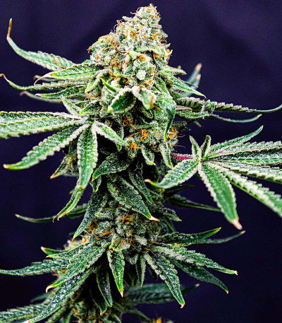 Семена сорта Gelato #33 fem (Advanced Seeds)