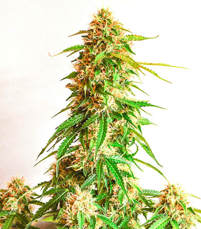 Семена сорта Gorilla Auto fem (Семяныч)