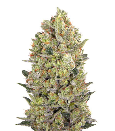 Семена сорта 00 Cheese (00 Hashchis) fem (00 Seeds)