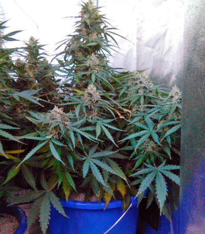 Семена сорта Vertigo Auto fem (Paradise Seeds)