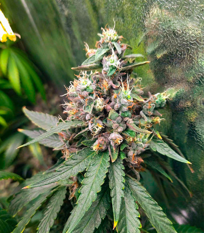 Семена сорта Açai Jelly by Sherbinskis fem