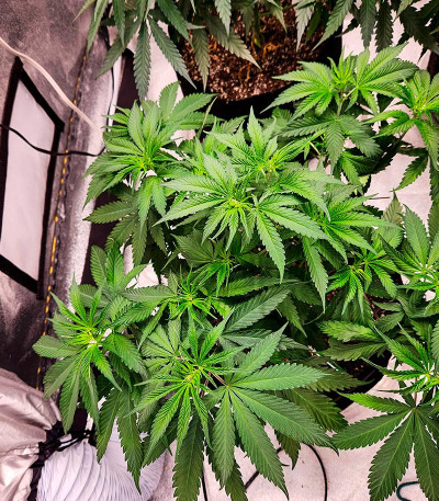 Семена сорта Jamnesia Haze fem (Dr. Krippling Seeds)