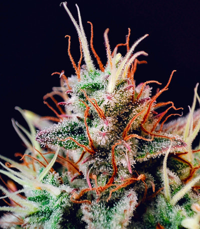 Семена сорта Pound Cake Auto fem (FastBuds)