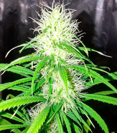 Семена сорта Shark Shock CBD fem