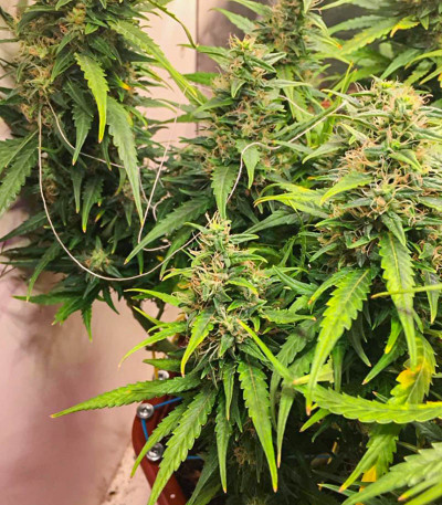 Семена сорта Bruce Banner Auto fem (Семяныч)