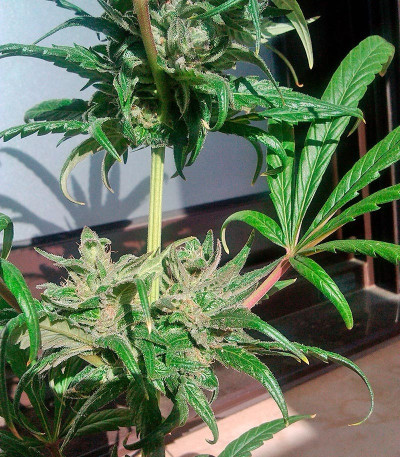 Семена сорта Pure Kush fem (Green House Seeds)