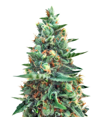 Семена сорта White Rush Auto fem (Dr. Krippling Seeds)