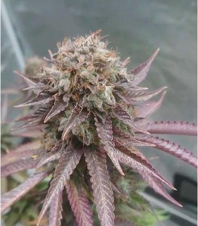 Семена сорта Sweet Valley Kush fem (Green House Seeds)