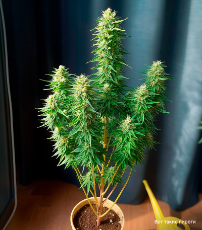 Семена сорта Big Satana Auto fem (Семяныч)