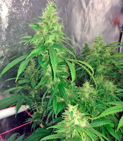 Семена сорта 00 Kush fem (00 Seeds)