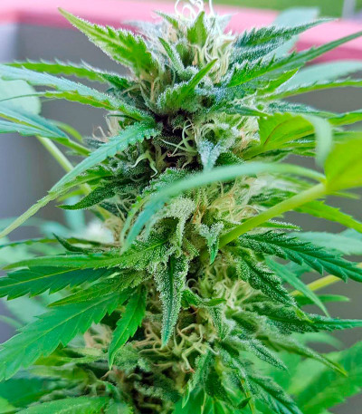 Семена каннабиса Big Kush