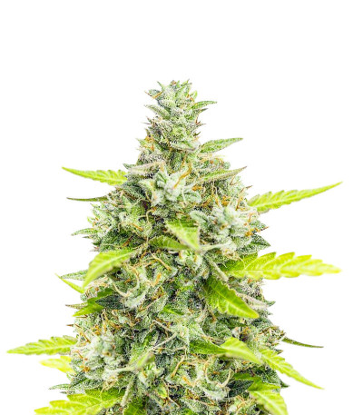 Семена сорта Choco Thai Auto fem (Herbies Seeds)