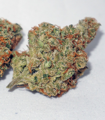 Сорт конопли The Edge