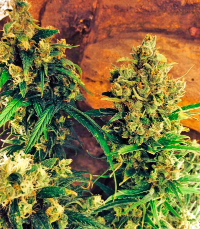 Семена сорта Warlock reg (Serious Seeds)