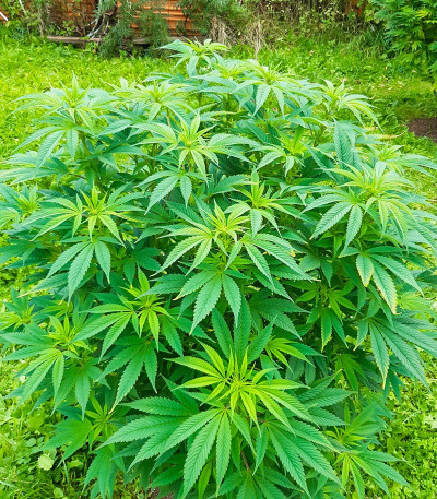 Семена сорта Afghan Kush fem (Семяныч)