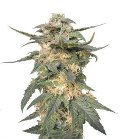 Семена сорта Royal Haze Automatic fem (Royal Queen Seeds)