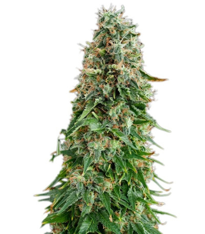 Семена сорта White Siberian fem (Dinafem Seeds)