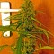 Семена сорта Critical Jack fem (Dinafem Seeds)