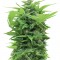 Семена сорта Shot Adrenaline Auto fem (Samsara Seeds)