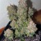 Семена сорта Rhino Ryder Auto fem (FastBuds)