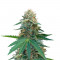 Семена сорта Fast Flowering OGKZ fem (Humboldt Seeds)