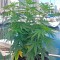 Семена сорта Strawberry Amnesia fem (Dinafem Seeds)