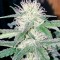 Семена сорта White Cheese Autoflowering fem (Dinafem Seeds)