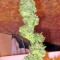 Семена сорта Trainwreck fem (Humboldt Seeds)