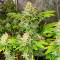 Семена сорта Jungle Lava fem (Original Sensible Seeds)