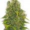 Семена сорта High Density Auto fem (Heavyweight Seeds)