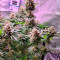 Семена сорта Canadian Kush 2.0 fem