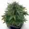 Семена сорта Roadrunner Autoflowering fem