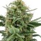 Семена сорта Royal Dwarf auto fem (Royal Queen Seeds)