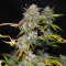 Семена сорта Auto Anubis fem (Pyramid Seeds)