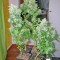 Семена сорта Opium fem (Paradise Seeds)