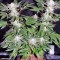 Семена сорта S.A.D. Sweet Afgani Delicious S1 fem (Sweet Seeds)