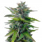 Семена сорта Black Cherry Punch fem (Pyramid Seeds)