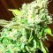 Семена сорта Critical Jack fem (Dinafem Seeds)
