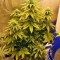 Семена сорта Dream Machine fem (Heavyweight Seeds)