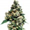 Семена сорта Jack Herer fem (Green House Seeds)